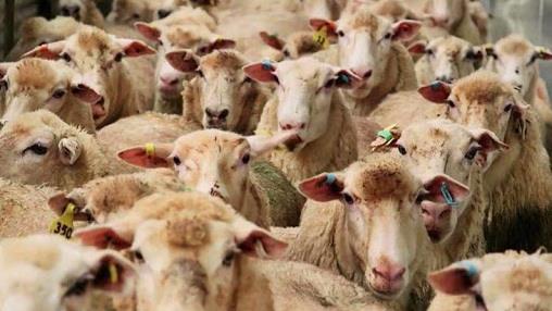 انباشت ۲.۵ میلیون راس دام سبک در واحدها